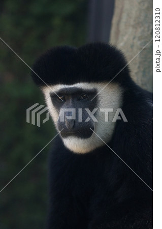 カメラ目線のアビシニアコロブスのアップ 120812310