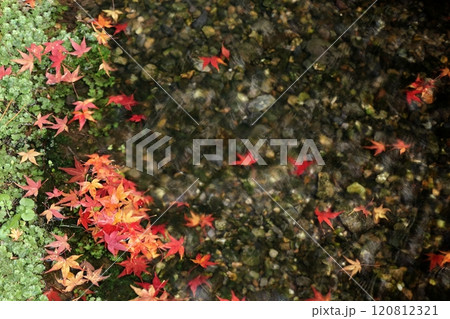 小川に浮かぶ紅葉 120812321