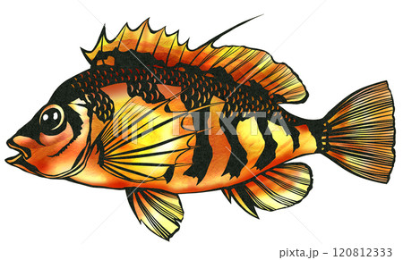 綺麗な海水魚オキゴンの切り絵イラスト 120812333