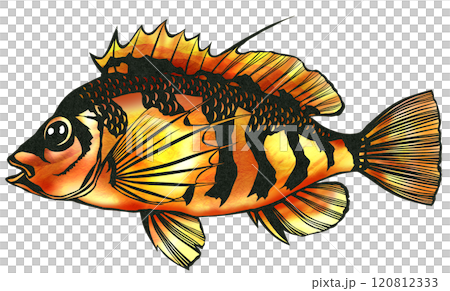 綺麗な海水魚オキゴンの切り絵イラスト 120812333