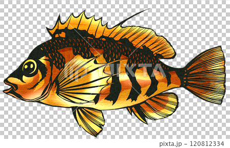 可愛的魚 Okigonbe 的剪紙插圖 120812334