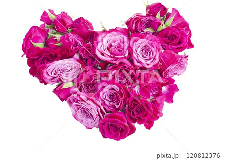 Pink blooming roses 120812376