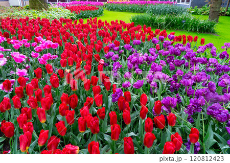 Rows of tulip flowers 120812423