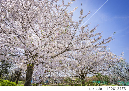 瀬谷本郷公園 瀬谷本郷公園 120812478