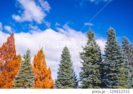 針葉樹とメタセコイア 信州スカイパーク 針葉樹とメタセコイア 信州スカイパーク 120812531