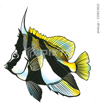 鬼のような角が特徴の海水魚オニハタタテダイの切り絵イラスト 120812622