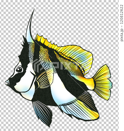 鬼のような角が特徴の海水魚オニハタタテダイの切り絵イラスト 120812622