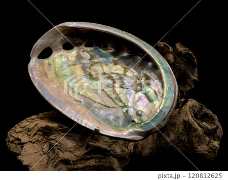 Haliotis asinina Shell on Driftwood black background 120812625