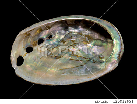 Haliotis asinina shell on black background 120812651