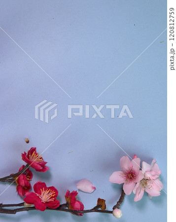 spring cherry and almond tree flowers spring cherry and almond tree flowers 120812759