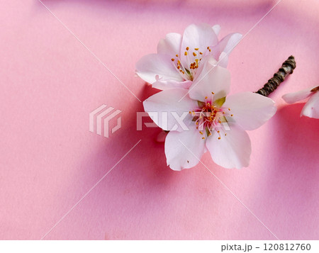spring cherry and almond tree flowers 120812760