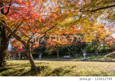 大津市坂本の秋景色　紅葉した木々 120812794