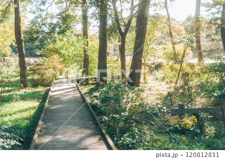森へ続く木で出来た道（国営ひたち海浜公園） 120812831