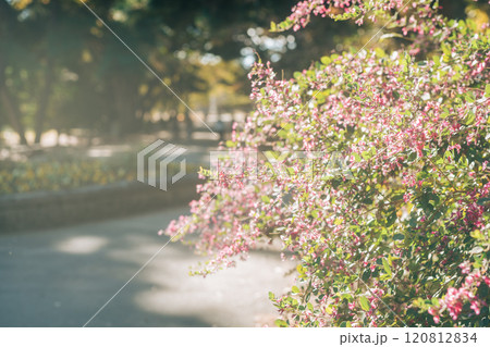 西日に照らされる萩の花(国営ひたち海浜公園) 西日に照らされる萩の花(国営ひたち海浜公園) 120812834