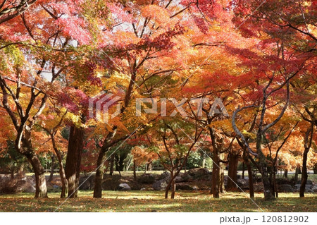 紅葉した公園の木々 120812902