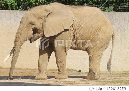 マルミミゾウ 120812976