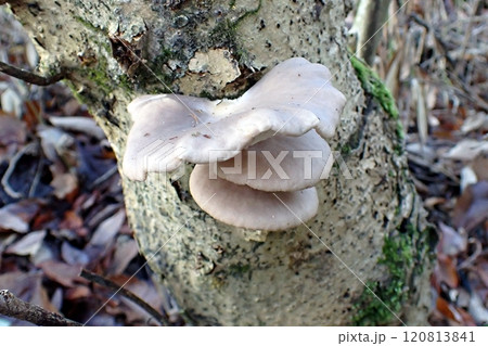 ヒラタケ(秋田市下浜八田・24/12/1) ヒラタケ(秋田市下浜八田・24/12/1) 120813841