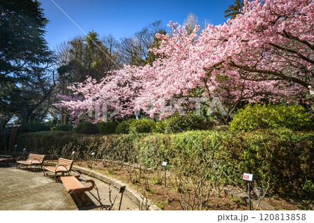 里見公園の河津桜 120813858