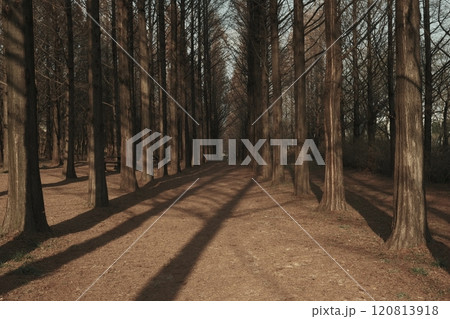 pine forest in the morning, road 120813918