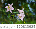 可憐に咲く　山里のささゆり 120813925