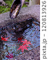 舞い落ちた紅葉　もみじ 120813926