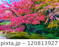 庭園の紅葉もみじ 120813927