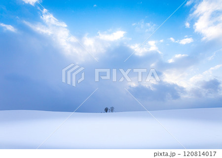 北海道美瑛町の雪原広がる冬の親子の木の風景 北海道美瑛町の雪原広がる冬の親子の木の風景 120814017