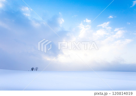 北海道美瑛町の雪原広がる冬の親子の木の風景 北海道美瑛町の雪原広がる冬の親子の木の風景 120814019