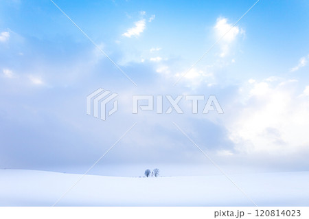 北海道美瑛町の雪原広がる冬の親子の木の風景 北海道美瑛町の雪原広がる冬の親子の木の風景 120814023