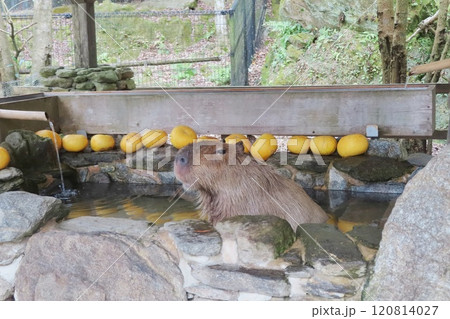 カピバラ温泉 120814027