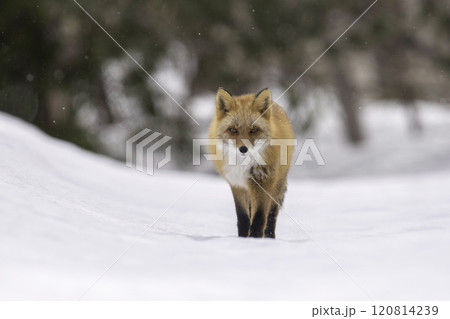森の中を歩くキタキツネ 120814239