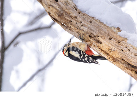 冬の森で生きるアカゲラ 120814387