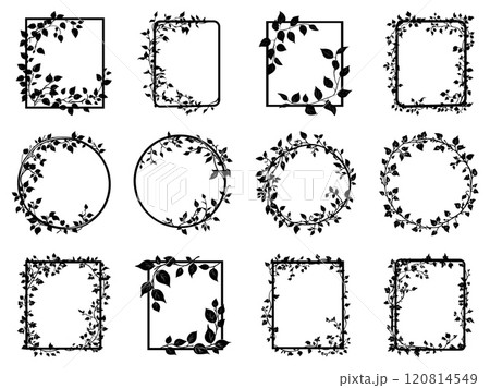 Silhouette ivy liana frame set. Round and rectangular shape. Spindly vine creeping plant. Nature foliage decorative design element. Black and white simple flat style. Isolated vector on white Silhouette ivy liana frame set. Round and rectangular shape. Spindly vine creeping plant. Nature foliage decorative design element. Black and white simple flat style. Isolated vector on white 120814549