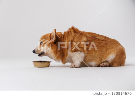 Adorable corgi staring at its food bowl, waiting for mealtime. Perfect pet photography moment 120814670