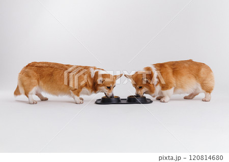 Two adorable corgis enjoying a meal together in a black double bowl, showcasing pet love and bonding 120814680
