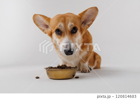 Adorable corgi staring at its food bowl, waiting for mealtime. Perfect pet photography moment Adorable corgi staring at its food bowl, waiting for mealtime. Perfect pet photography moment 120814683