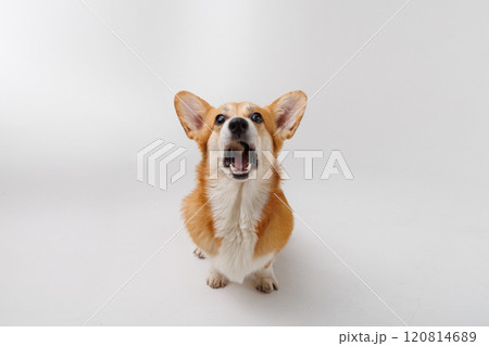 Corgi catching a treat mid-air, showcasing agility and excitement on a white studio background Corgi catching a treat mid-air, showcasing agility and excitement on a white studio background 120814689