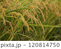 実った稲穂 120814750