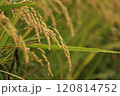 実った稲穂 120814752