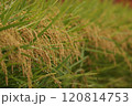 実った稲穂 120814753