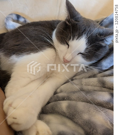 猫 猫 120814758