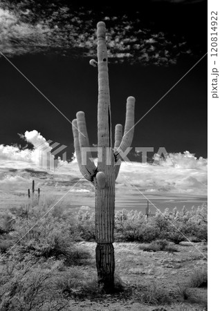 Infrared Saguaro Cactus Sonora desert Arizona 120814922