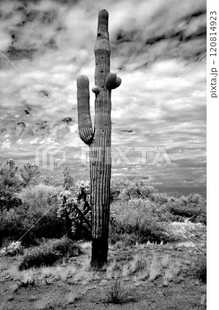 Infrared Saguaro Cactus Sonora desert Arizona Infrared Saguaro Cactus Sonora desert Arizona 120814923