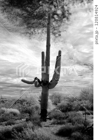 Infrared Saguaro Cactus Sonora desert Arizona Infrared Saguaro Cactus Sonora desert Arizona 120814924