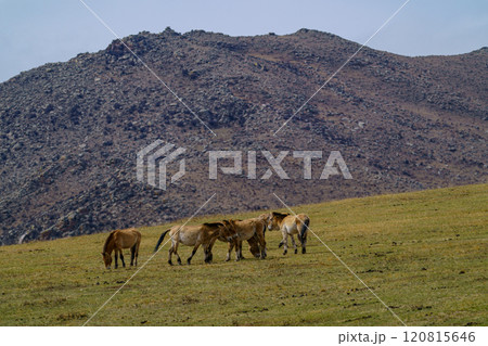 ホスタイ国立公園　野生馬タヒ（モウコノウマ） 120815646