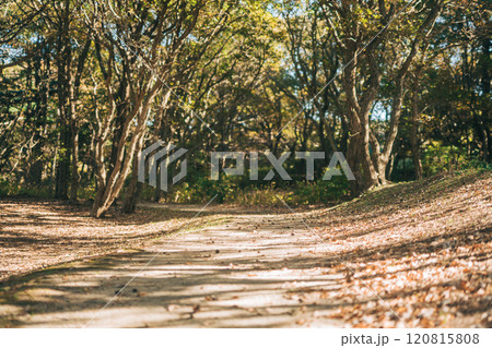 落ち葉の散歩道(ひたち海浜公園) 落ち葉の散歩道(ひたち海浜公園) 120815808