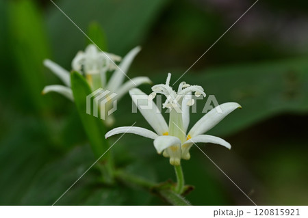 秋の花 シロホトトギスの白い花 秋の花 シロホトトギスの白い花 120815921