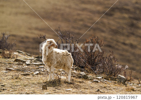 ホスタイ国立公園の遊牧民の家畜の羊たち 120815967