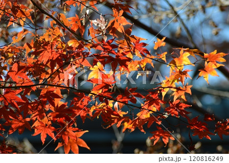 紅葉 紅葉 120816249