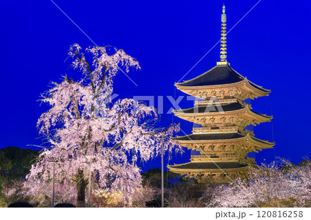 東寺 満開の夜桜ライトアップ 東寺 満開の夜桜ライトアップ 120816258
